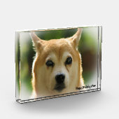 Shiba Inu Dog. Fotoblokken (Links)