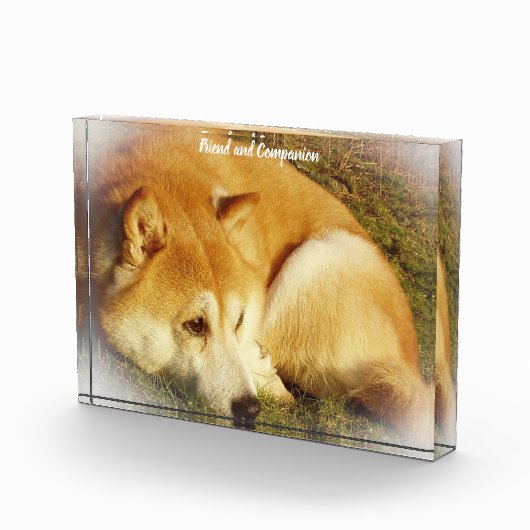 Shiba Inu Dog. Fotoblokken (Rechts)