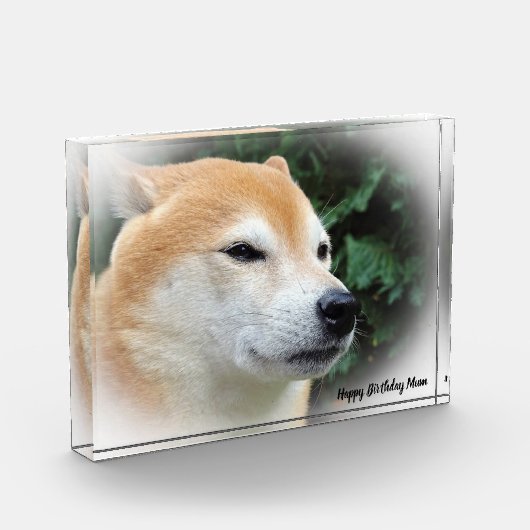 Shiba Inu Dog. Fotoblokken (Links)