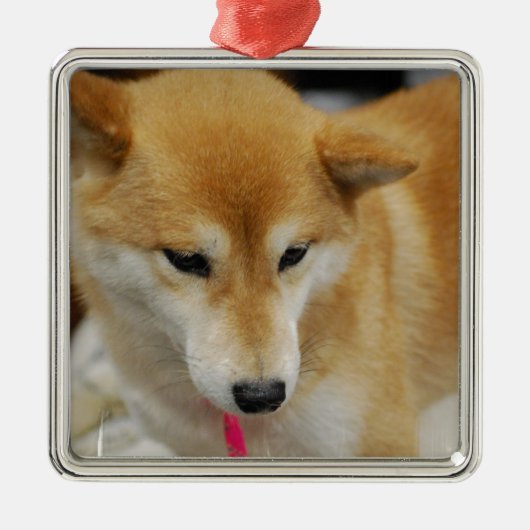 Shiba Inu Dog Ornament (Voorkant)