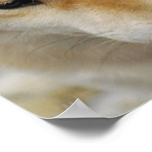 Shiba Inu Dog Poster (Hoek)