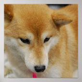 Shiba Inu Dog Poster (Voorkant)