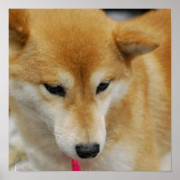 Shiba Inu Dog Poster