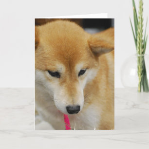 Shiba Inu Dog Wenskaart Kaart