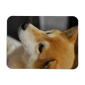 Shiba Inu flexibele magneet (Horizontaal)