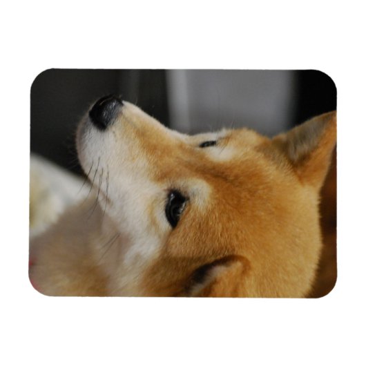 Shiba Inu flexibele magneet (Horizontaal)