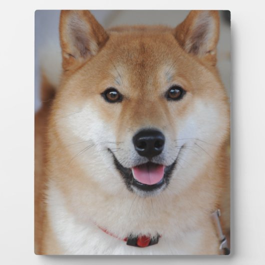 Shiba inu fotoplaat (Voorkant)
