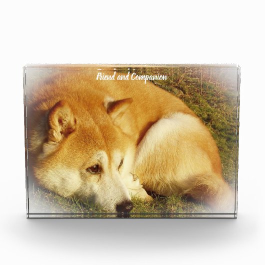 Shiba Inu hond. Fotoblokken (Voorkant)