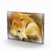 Shiba Inu hond. Fotoblokken (Rechts)