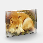 Shiba Inu hond. Fotoblokken (Links)