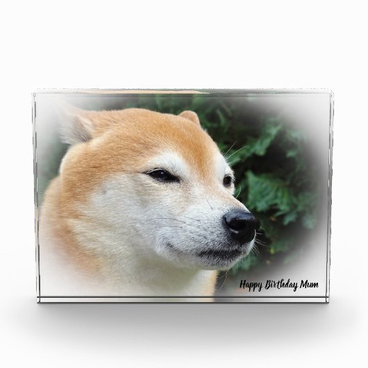 Shiba Inu hond. Fotoblokken (Voorkant)