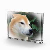 Shiba Inu hond. Fotoblokken (Rechts)