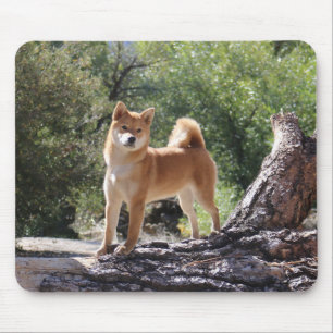 Shiba Inu Muismat