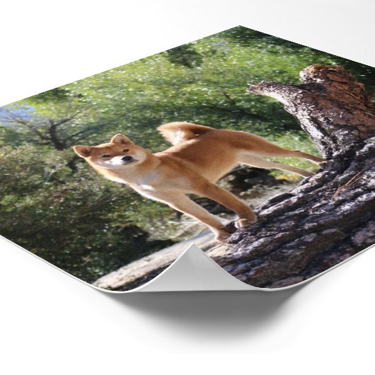 Shiba Inu Poster (Hoek)