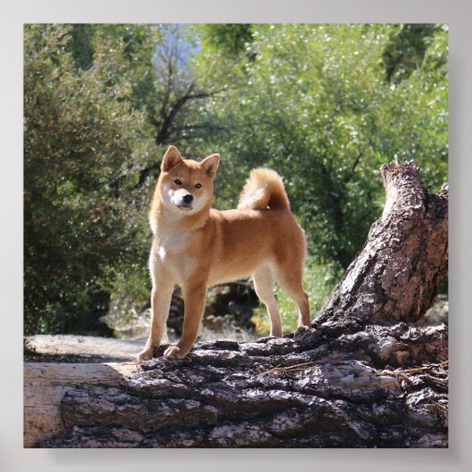 Shiba Inu Poster (Voorkant)