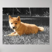 Shiba Inu Poster (Voorkant)