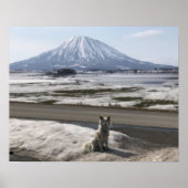 Shiba Inu Poster (Voorkant)