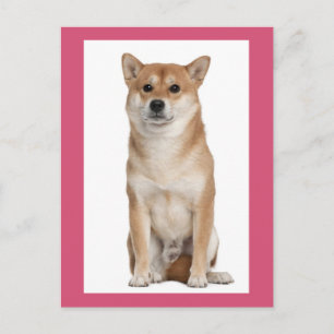 Shiba Inu Puppies Hond Wenskaart Briefkaart