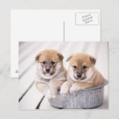 Shiba Inu-puppies in aluminiumbad Briefkaart (Voorkant / Achterkant)