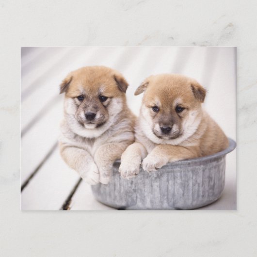 Shiba Inu-puppies in aluminiumbad Briefkaart (Voorkant)