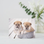 Shiba Inu-puppies in aluminiumbad Briefkaart (Staand voorkant)