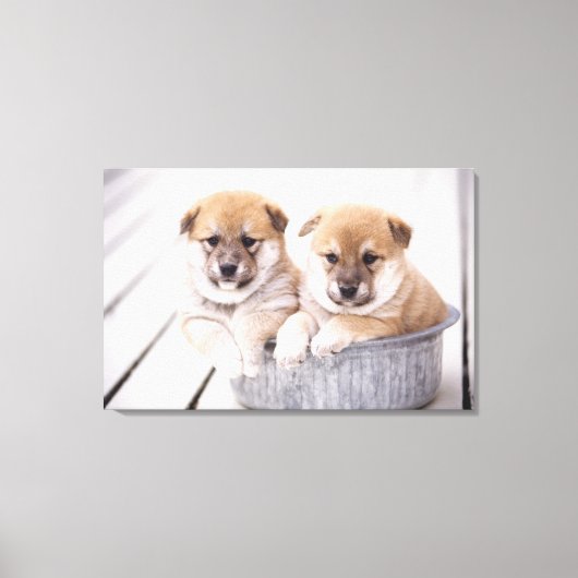 Shiba Inu-puppies in aluminiumbad Canvas Afdruk (Voorkant)