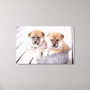 Shiba Inu-puppies in aluminiumbad Canvas Afdruk