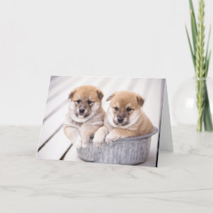 Shiba Inu-puppies in aluminiumbad Kaart