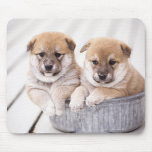 Shiba Inu-puppies in aluminiumbad Muismat