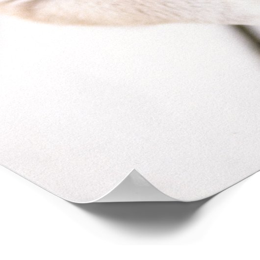 Shiba Inu-puppies in aluminiumbad Poster (Hoek)