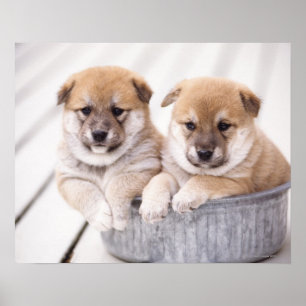 Shiba Inu-puppies in aluminiumbad Poster