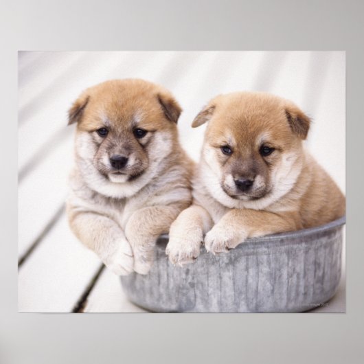Shiba Inu-puppies in aluminiumbad Poster (Voorkant)