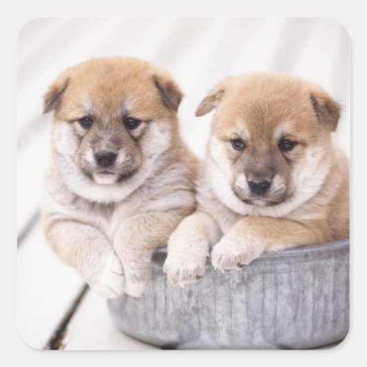 Shiba Inu-puppies in aluminiumbad Vierkante Sticker (Voorkant)