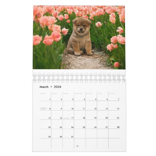 Shiba Inu Puppies Kalender (Mar 2026)