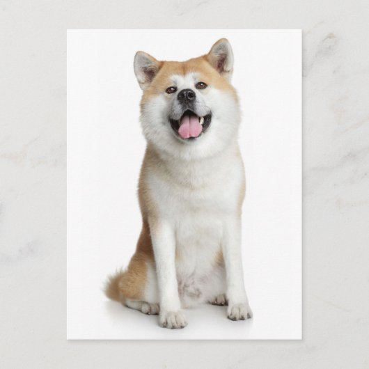 Shiba Inu Puppy Dog Greeting Post Card Briefkaart (Voorkant)
