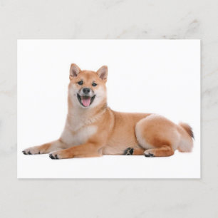 Shiba Inu Puppy Dog Greeting Post Kaart