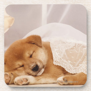 Shiba Inu-puppy slaapt onder een nettogordijn Bier Onderzetter