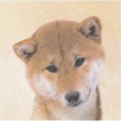 Shiba Inu (rood) schilderen - Oorspronkelijke hond Sticker (Voorkant)