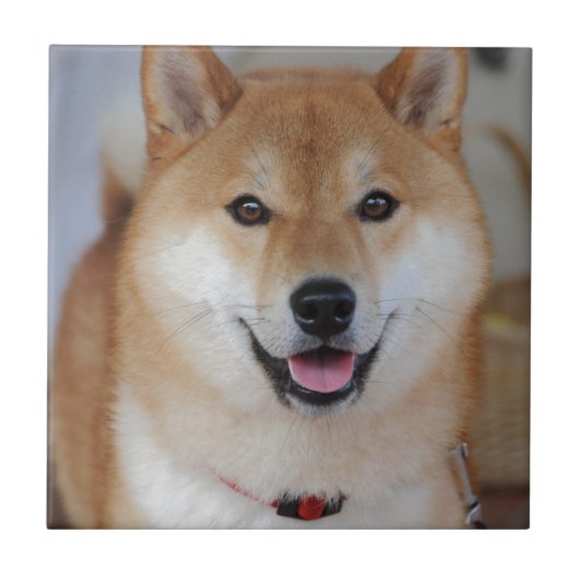 Shiba_inu Tegeltje (Voorkant)