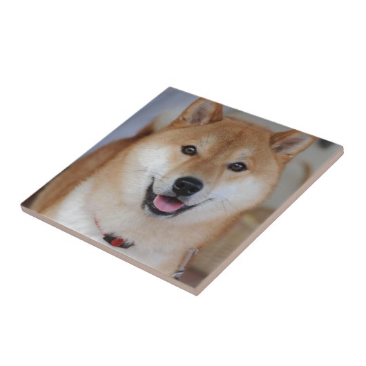 Shiba_inu Tegeltje (Zijkant)