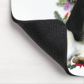 Shiba Inu "Tis Muismat (Hoek)