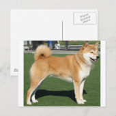 Shiba Inu volledig Briefkaart (Voorkant / Achterkant)