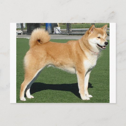 Shiba Inu volledig Briefkaart (Voorkant)