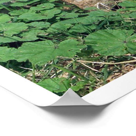 Shiba Inu Walking Poster (Hoek)