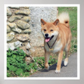 Shiba Inu Walking Poster (Voorkant)
