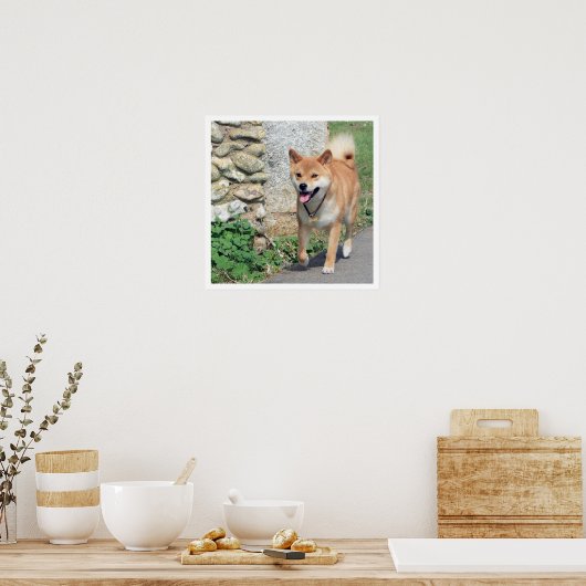 Shiba Inu Walking Poster (Keuken)