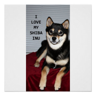 shiba vol zwarte en geelbruine liefde poster