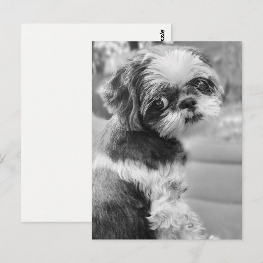 Shih Tau Girl Briefkaart (Voorkant / Achterkant)