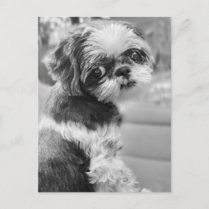 Shih Tau Girl Briefkaart