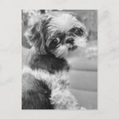 Shih Tau Girl Briefkaart (Voorkant)